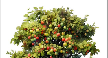 4 STAGES OF FAITH GROWTH